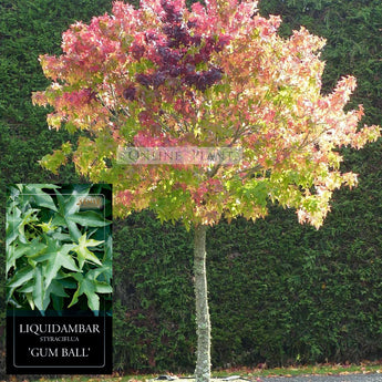 Liquidambar Styraciflua Gumball