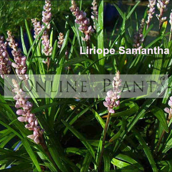 Liriope Samantha