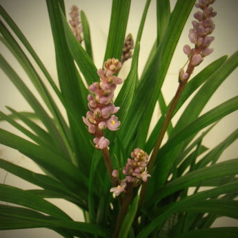 Liriope Samantha