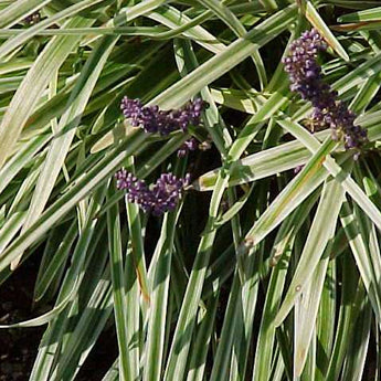 Liriope Variegate Silvery Sundrop