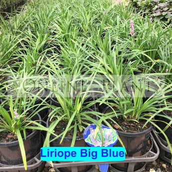 Liriope Big Blue