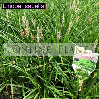 Liriope Isabella