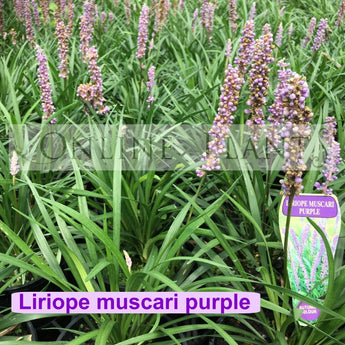 Liriope Muscari Purple