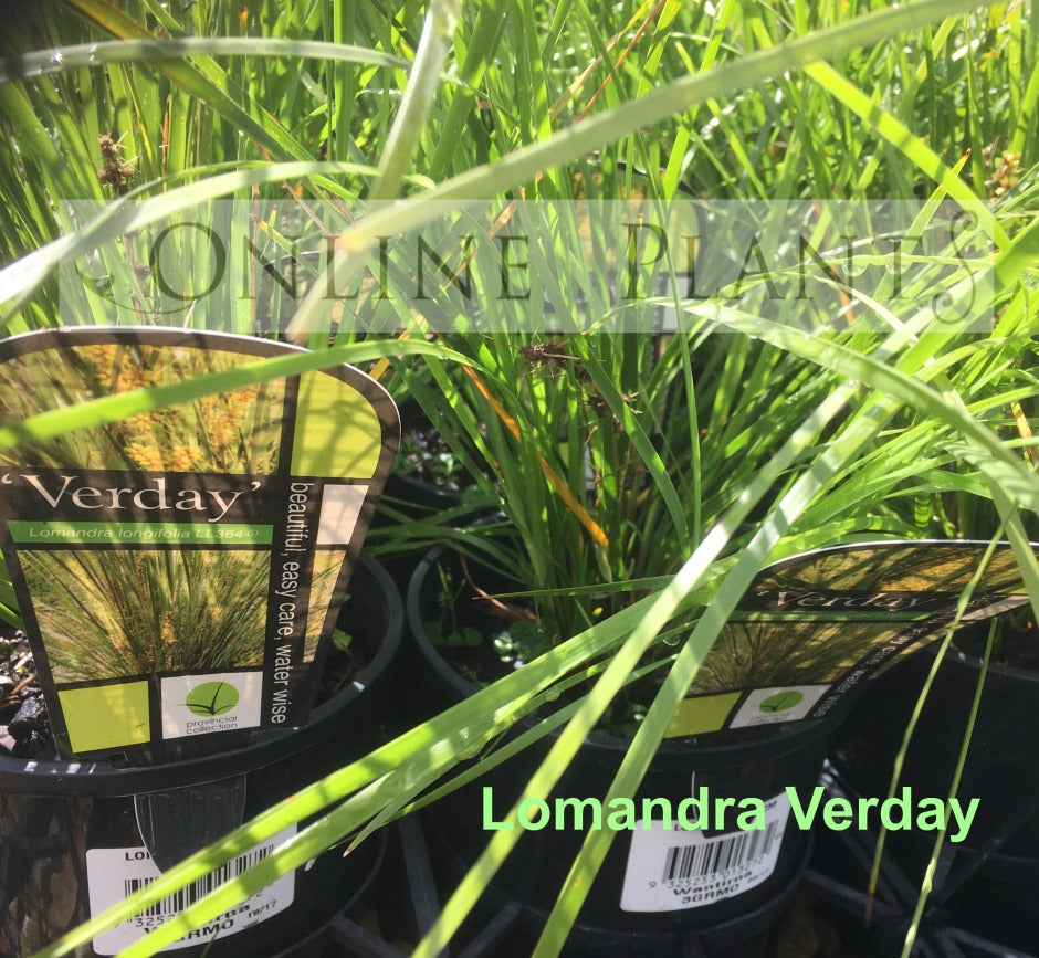 Lomandra Verday Plants for Sale | Online Plants Australia