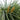 Lomandra Longifolia Mat rush