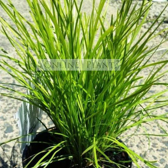 Lomandra Echidna Grass