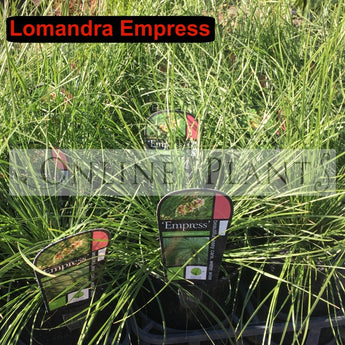 Lomandra Empress