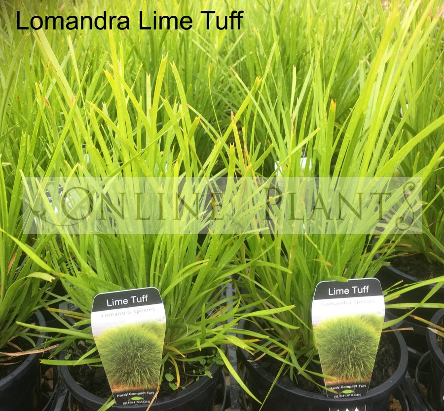 Lomandra Lime Tuff for Sale – Online Plants Melbourne, Australia