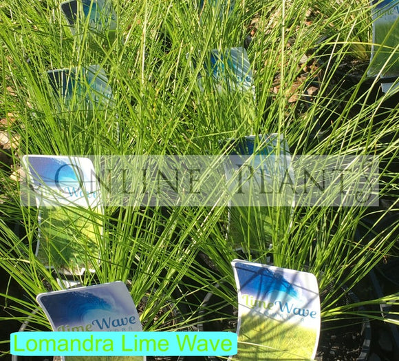 Lomandra 'Lime Wave' for Sale | Online Plants Australia