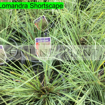 Lomandra Shortscape