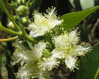 Lophostemon Confertus Queensland Box