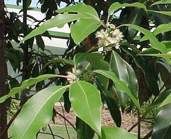 Lophostemon Confertus Queensland Box