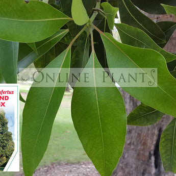 Lophostemon Confertus Queensland Box