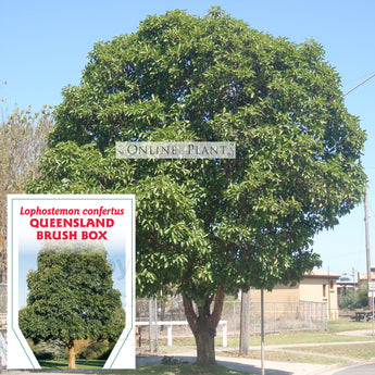 Lophostemon Confertus Queensland Box