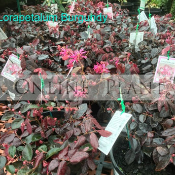 Loropetalum Burgundy