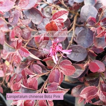 Loropetalum Chinense Bobz Pink