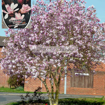 Magnolia loebneri Leonard Messel