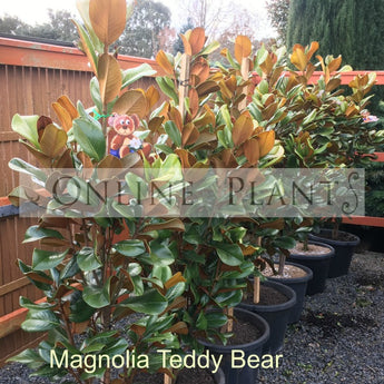 Magnolia Teddy Bear