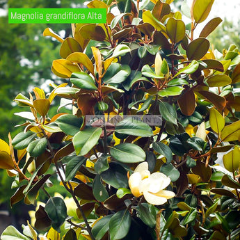 Magnolia grandiflora Alta™