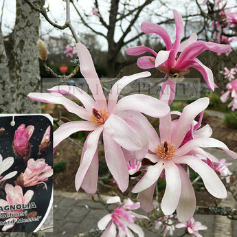 Magnolia loebneri Leonard Messel