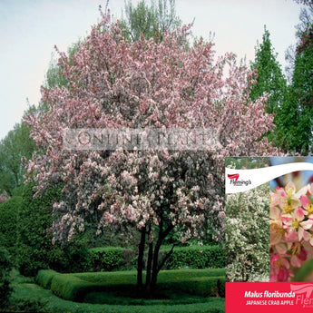 Malus Floribunda, Japanese Crabapple