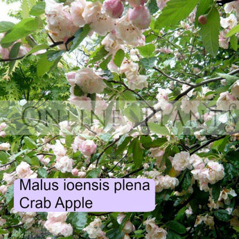 Malus Ioensis Plena