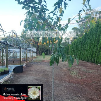 Malus ioensis Plena Crab Apple Standards