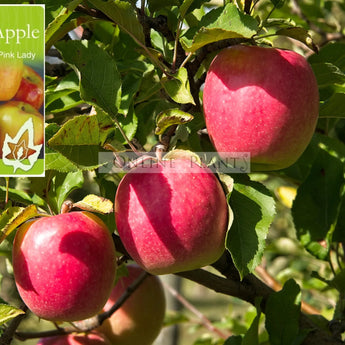 Malus domestica Pink Lady Dwarf Apple