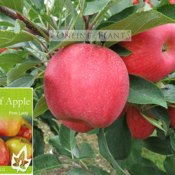 Malus domestica Pink Lady Dwarf Apple