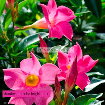 Mandevilla aloha bright pink