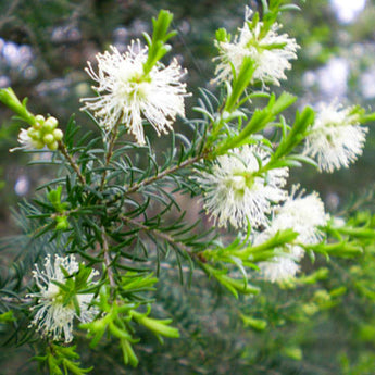 Melaleuca Ericifolia