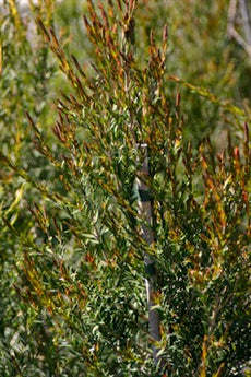 Melaleuca Ericifolia