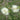 Melaleuca Lanceolata Moonah Paperbark