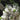 Melaleuca Styphelioides Prickly Paperbark