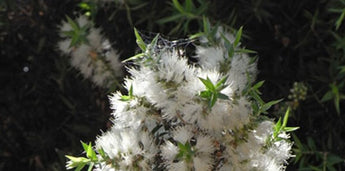 Melaleuca Styphelioides Prickly Paperbark