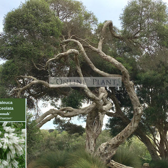 Melaleuca Lanceolata Moonah Paperbark