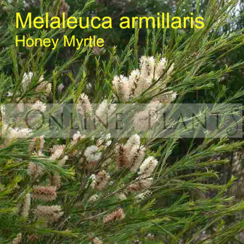 Melaleuca Armillaris Honey Myrtle