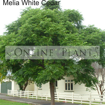 Melia Azedarach White Cedar