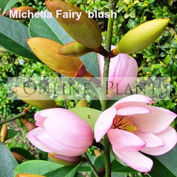 Michelia Fairy Blush Magnolia