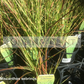 Miscanthos zebrinus Zebra Grass