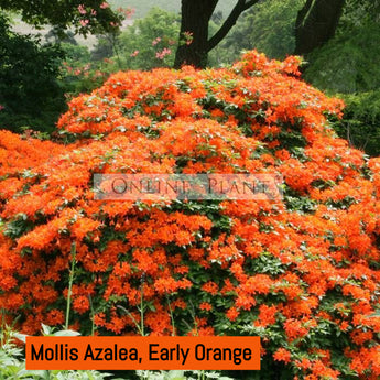 Mollis Azalea, Early Orange