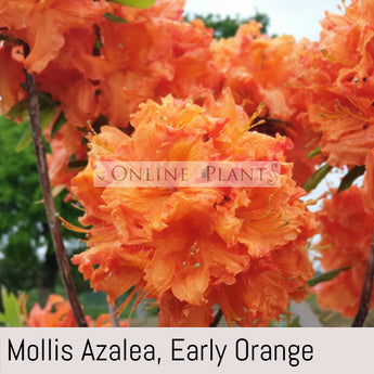 Mollis Azalea, Early Orange