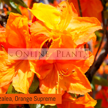 Mollis Azalea, Orange Supreme