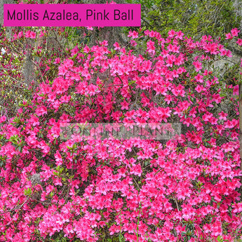 Mollis Azalea, Pink Ball