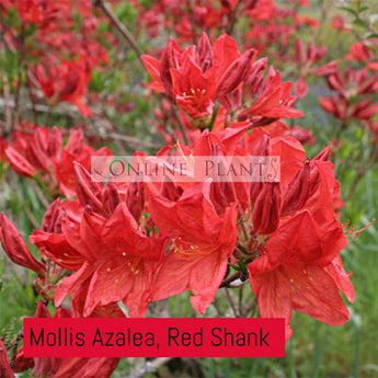 Mollis Azalea, Red Shank