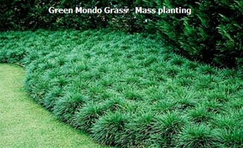 Ophiopogon Japonicus Green Mondo Grass