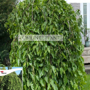 Morus alba pendula Weeping Mulberry Standards