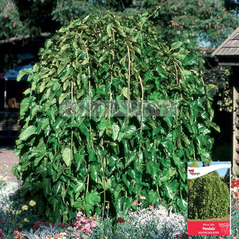 Morus alba pendula Weeping Mulberry Standards