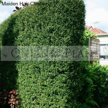 Muehlenbeckia complexa Maiden Hair climber