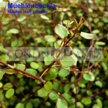 Muehlenbeckia complexa Maiden Hair climber